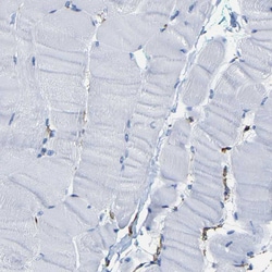 Invitrogen Moesin Polyclonal Antibody 100 &mu;L; Unconjugated:Antibodies,
