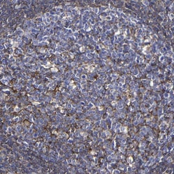 Invitrogen Moesin Polyclonal Antibody 100 &mu;L; Unconjugated:Antibodies,