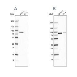 Invitrogen Moesin Polyclonal Antibody 100 &mu;L | Buy Online | Invitrogen&trade; | Fisher Scientific