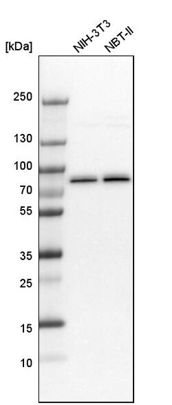 Invitrogen Moesin Polyclonal Antibody 100 &mu;L | Buy Online | Invitrogen&trade; | Fisher Scientific