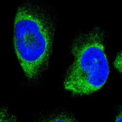 Invitrogen ERLIN1 Polyclonal Antibody 100 &mu;L; Unconjugated:Antibodies,