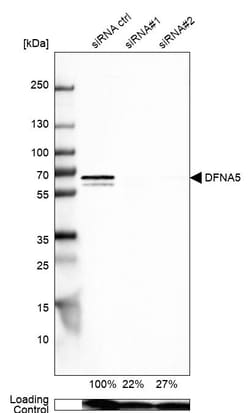 Invitrogen DFNA5 Polyclonal Antibody 100 &mu;L; Unconjugated:Antibodies,