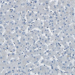 Invitrogen PDE9A Polyclonal Antibody 100 &mu;L; Unconjugated:Antibodies,