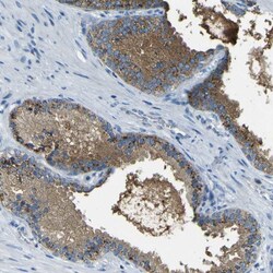 Invitrogen PDE9A Polyclonal Antibody 100 &mu;L; Unconjugated:Antibodies,