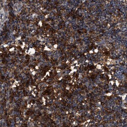 Invitrogen CD300a Polyclonal Antibody 100 &mu;L; Unconjugated:Antibodies,