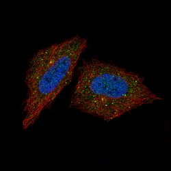 Invitrogen Synaptojanin 1 Polyclonal Antibody 100 &mu;L; Unconjugated:Antibodies,