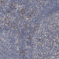 Invitrogen GCS1 Polyclonal Antibody 100 &mu;L; Unconjugated:Antibodies,