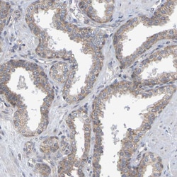 Invitrogen GCS1 Polyclonal Antibody 100 &mu;L; Unconjugated:Antibodies,