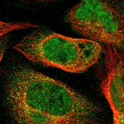 Invitrogen TNIK Polyclonal Antibody 100 &mu;L; Unconjugated:Antibodies,