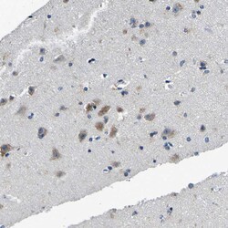 Invitrogen TNIK Polyclonal Antibody 100 &mu;L; Unconjugated:Antibodies,