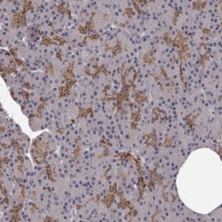 Invitrogen GPR78 Polyclonal Antibody 100 &mu;L; Unconjugated:Antibodies,