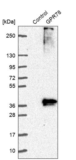 Invitrogen GPR78 Polyclonal Antibody 100 &mu;L; Unconjugated:Antibodies,