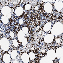 Invitrogen Annexin A3 Polyclonal Antibody 100 &mu;L; Unconjugated:Antibodies,