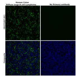 Invitrogen CD273 (B7-DC) Polyclonal Antibody 100 &mu;L; Unconjugated:Antibodies,