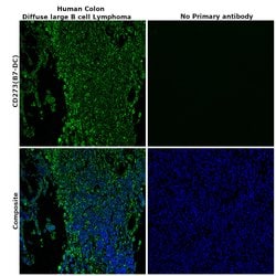 Invitrogen CD273 (B7-DC) Polyclonal Antibody 100 &mu;L; Unconjugated:Antibodies,