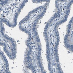 Invitrogen&trade;&nbsp;CYP2C8 Polyclonal Antibody