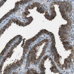 Invitrogen SLITRK5 Polyclonal Antibody 100 &mu;L; Unconjugated:Antibodies,