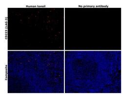 Invitrogen CD223 Polyclonal Antibody 100 &mu;L; Unconjugated:Antibodies,