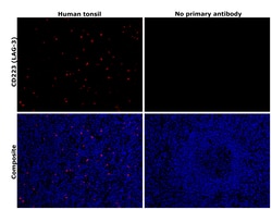 Invitrogen CD223 Polyclonal Antibody 100 &mu;L; Unconjugated:Antibodies,