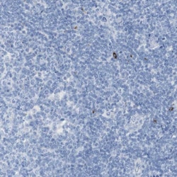 Invitrogen CD223 Polyclonal Antibody 100 &mu;L; Unconjugated:Antibodies,