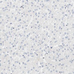 Invitrogen Cytohesin 3 Polyclonal Antibody 100 &mu;L; Unconjugated:Antibodies,