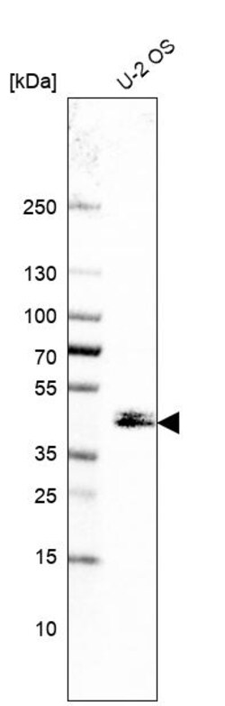 Invitrogen Cytohesin 3 Polyclonal Antibody 100 &mu;L; Unconjugated:Antibodies,