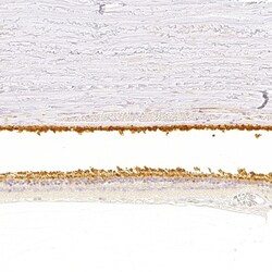 Invitrogen RGS9 Polyclonal Antibody 100 &mu;L; Unconjugated:Antibodies,