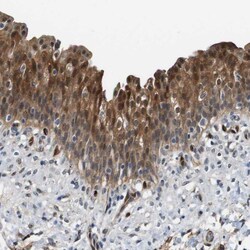 Invitrogen Latexin Polyclonal Antibody 100 &mu;L; Unconjugated:Anticuerpos