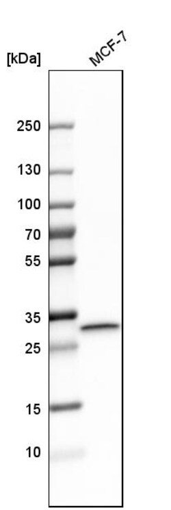Invitrogen Latexin Polyclonal Antibody 100 &mu;L; Unconjugated:Anticuerpos