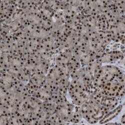 Invitrogen ORAI3 Polyclonal Antibody 100 &mu;L; Unconjugated:Antibodies,