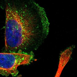 Invitrogen SLC30A1 Polyclonal Antibody 100 &mu;L; Unconjugated:Antibodies,
