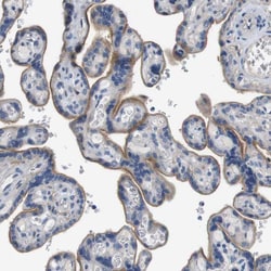 Invitrogen SLC30A1 Polyclonal Antibody 100 &mu;L; Unconjugated:Antibodies,