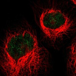 Invitrogen HLTF Polyclonal Antibody 100 &mu;L; Unconjugated:Antibodies,
