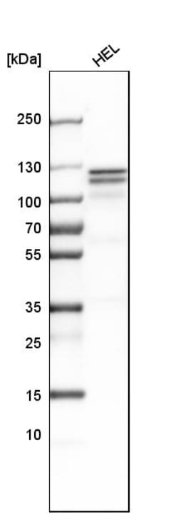 Invitrogen HLTF Polyclonal Antibody 100 &mu;L; Unconjugated:Antibodies,