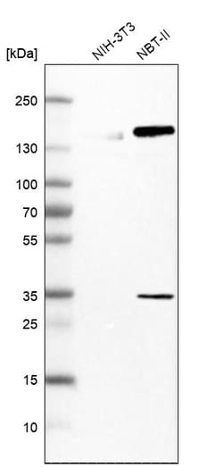 Invitrogen HLTF Polyclonal Antibody 100 &mu;L; Unconjugated:Antibodies,