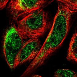 Invitrogen BNIP3L Polyclonal Antibody 100 &mu;L; Unconjugated:Antibodies,