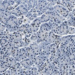 Invitrogen BNIP3L Polyclonal Antibody 100 &mu;L; Unconjugated:Antibodies,