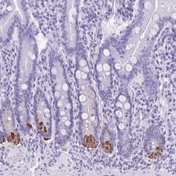 Invitrogen Defensin 5 Polyclonal Antibody 100 &mu;L; Unconjugated:Antibodies,