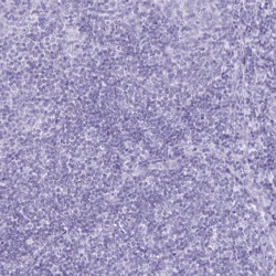 Invitrogen Defensin 5 Polyclonal Antibody 100 &mu;L; Unconjugated:Antibodies,