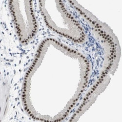 Invitrogen PRPK Polyclonal Antibody 100 &mu;L; Unconjugated:Antibodies,