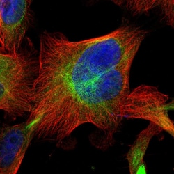 Invitrogen PTPRE Polyclonal Antibody 100 &mu;L; Unconjugated:Antibodies,