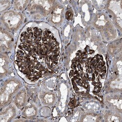 Invitrogen PTPRE Polyclonal Antibody 100 &mu;L; Unconjugated:Antibodies,