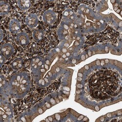 Invitrogen PTPRE Polyclonal Antibody 100 &mu;L; Unconjugated:Antibodies,