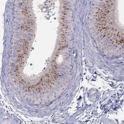 Invitrogen MGAT4C Polyclonal Antibody 100 &mu;L; Unconjugated:Antibodies,