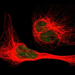 Invitrogen HRI Polyclonal Antibody 100 &mu;L; Unconjugated:Antibodies,
