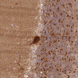 Invitrogen XPR1 Polyclonal Antibody 100 &mu;L; Unconjugated:Antibodies,