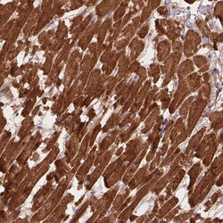 Invitrogen XPR1 Polyclonal Antibody 100 &mu;L; Unconjugated:Antibodies,
