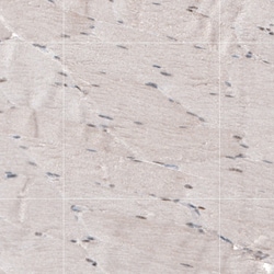 Invitrogen HP1 alpha Polyclonal Antibody 100 &mu;L; Unconjugated:Antibodies,