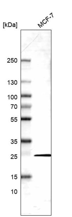 Invitrogen HP1 alpha Polyclonal Antibody 100 &mu;L; Unconjugated:Antibodies,