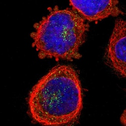Invitrogen ZDHHC13 Polyclonal Antibody 100 &mu;L; Unconjugated:Antibodies,